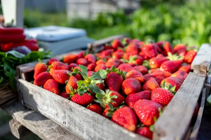 Strawberries